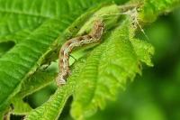 Erannis defoliaria