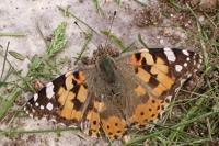 Vanessa cardui