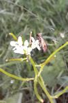 Cauchas rufimitrella