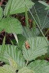 Nemophora degeerella