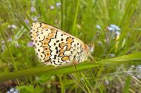 Melitaea cinxia