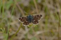Spialia sertorius