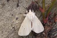 Spilosoma lubricipeda