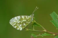 Anthocharis cardamines