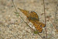Melitaea cinxia
