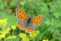Lycaena phlaeas
