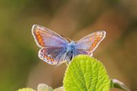 Polyommatus icarus