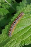 Malacosoma neustria