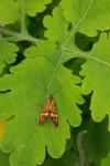 Nemophora