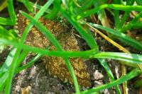 Ematurga atomaria