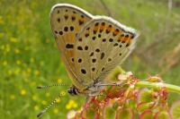 Lycaena tityrus