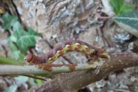 Erannis defoliaria