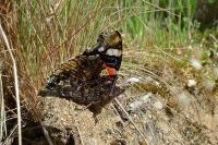 Vanessa atalanta