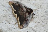 Saturnia pyri