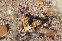 Melitaea cinxia