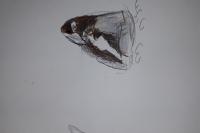 Apatura iris