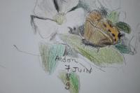 Satyrium pruni