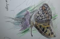 Fabriciana adippe