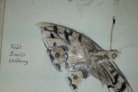 Speyeria aglaja