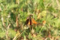 Thymelicus lineola