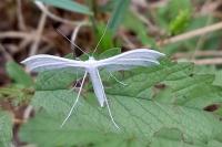 Pterophorus pentadactylus