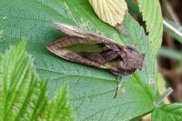 Diachrysia chrysitis