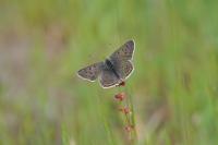 Lycaena tityrus