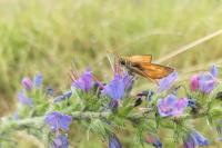 Thymelicus sylvestris