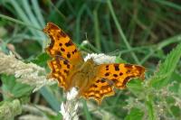 Polygonia c-album