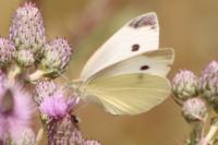Pieris rapae