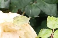 Pieris rapae