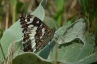 Brintesia circe