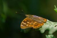 Apatura ilia