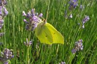Gonepteryx rhamni
