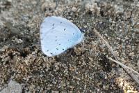 Celastrina argiolus