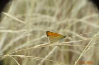 Thymelicus sylvestris