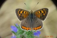Lycaena phlaeas