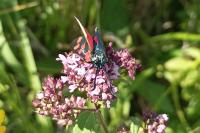 Zygaena filipendulae