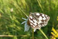 Melanargia galathea