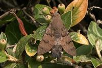 Macroglossum stellatarum