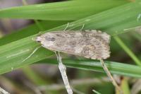 Nomophila noctuella