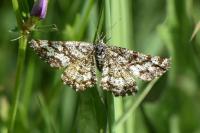 Ematurga atomaria
