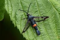 Synanthedon myopaeformis