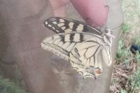 Papilio machaon
