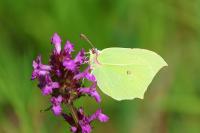 Gonepteryx rhamni
