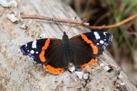 Vanessa atalanta