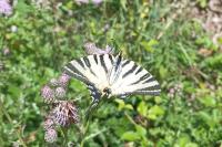 Iphiclides podalirius