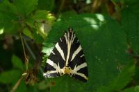 Euplagia quadripunctaria