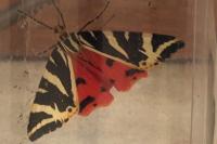 Euplagia quadripunctaria