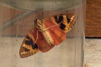 Euplagia quadripunctaria